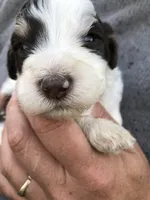 Finn, a male Bernedoodle for sale in Spokane, WA – 4 of 4