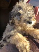 Georgia, a female Bernedoodle for sale in Spokane, WA – Photo 5 of 7