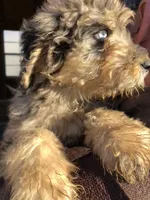 Georgia, a female Bernedoodle for sale in Spokane, WA – Photo 6 of 7