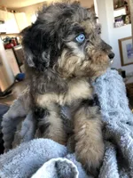 Georgia, a female Bernedoodle for sale in Spokane, WA – Photo 7 of 7