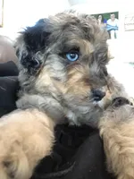 Georgia, a female Bernedoodle for sale in Spokane, WA – Photo 3 of 7