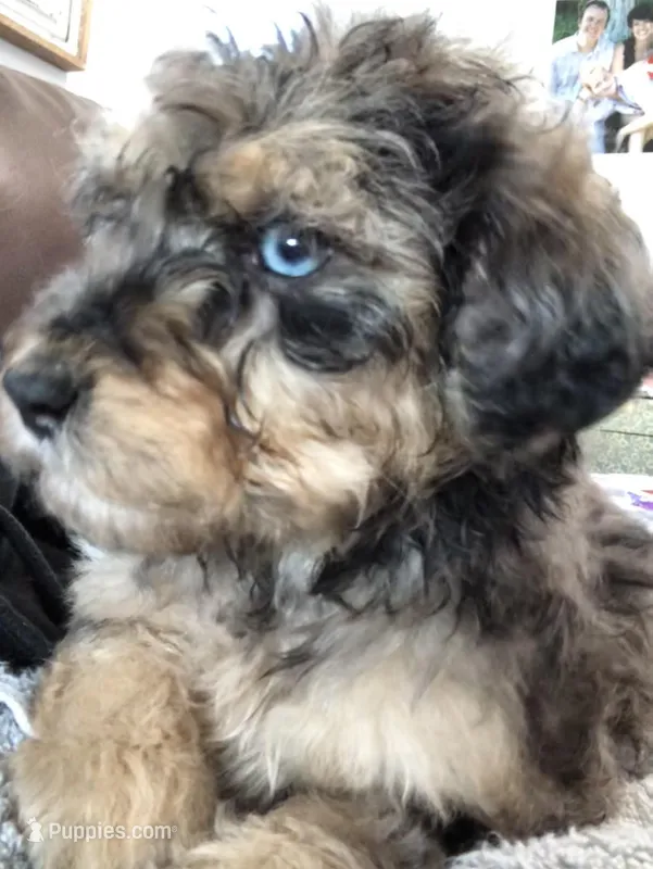 Georgia, a female Bernedoodle for sale in Spokane, WA – Photo 1 of 7