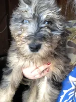 Georgia, a female Bernedoodle for sale in Spokane, WA – Photo 4 of 7