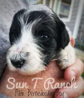 Dude, a male Bernedoodle for sale in Spokane, WA – 1 of 2