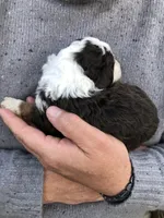 Abe, a male Bernedoodle for sale in Spokane, WA – 3 of 3