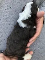 Buck, a male Bernedoodle for sale in Spokane, WA – 2 of 3