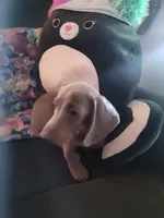 Sunny, a male Dachshund for sale in Knoxville, TN – 4 of 4