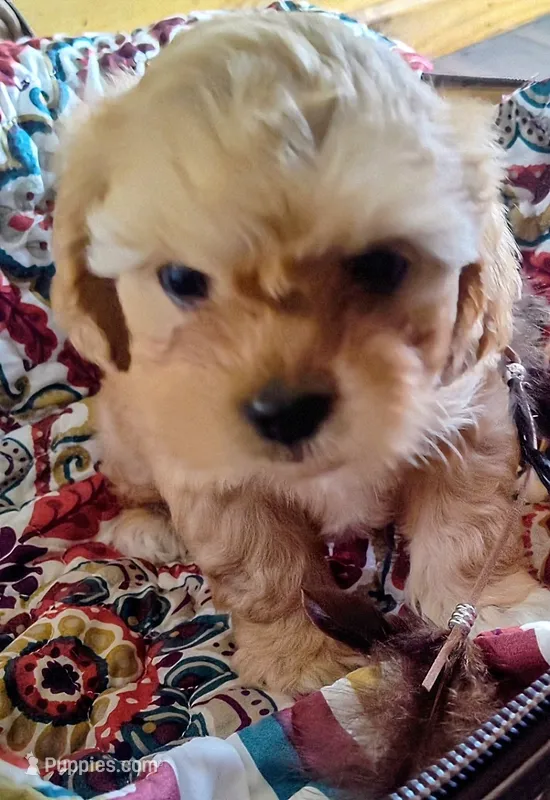 Butters – Peekapoo puppy for sale in Knoxville, TN