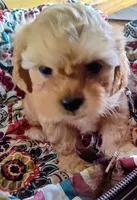 Butters, a female Peekapoo for sale in Knoxville, TN – 1 of 6