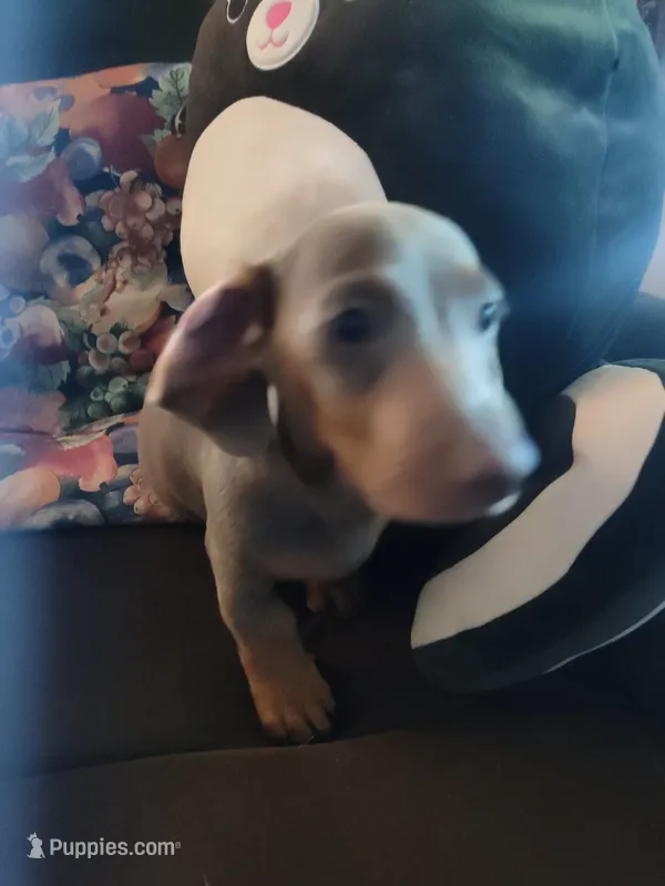 Sunny – Dachshund puppy for sale in Knoxville, TN