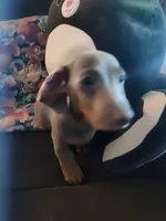 Sunny, a male Dachshund for sale in Knoxville, TN – 1 of 4