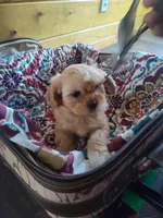 Butters, a female Peekapoo for sale in Knoxville, TN – 3 of 6