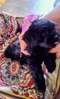 Butters, a female Peekapoo for sale in Knoxville, TN – 5 of 6