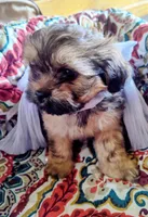 Butters, a female Peekapoo for sale in Knoxville, TN – 4 of 6