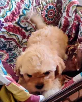 Butters, a female Peekapoo for sale in Knoxville, TN – 6 of 6