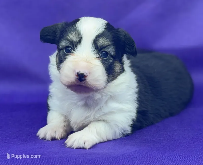 Franhombigblaze – Pembroke Welsh Corgi puppy for sale in Oakdale, CA
