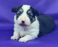 Franhombigblaze, a male Pembroke Welsh Corgi for sale in Oakdale, CA – Photo 1 of 2