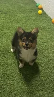 AKC Tri Fluff , a female Pembroke Welsh Corgi for sale in Oakdale, CA – 2 of 2