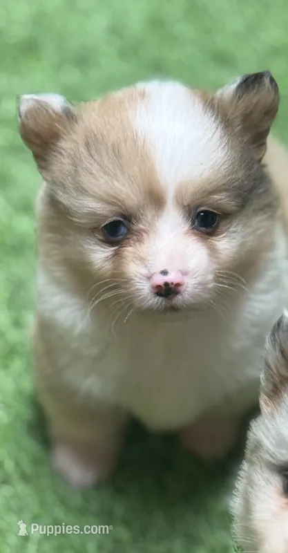 FancyJSabFM – Pembroke Welsh Corgi puppy for sale in Oakdale, CA