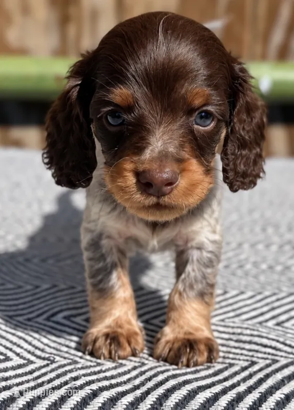 Scooby Doo  – Miniature Dachshund puppy for sale in Oakdale, CA