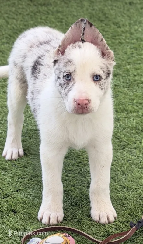 Red merle Smooth – Border Collie puppy for sale in Oakdale, CA