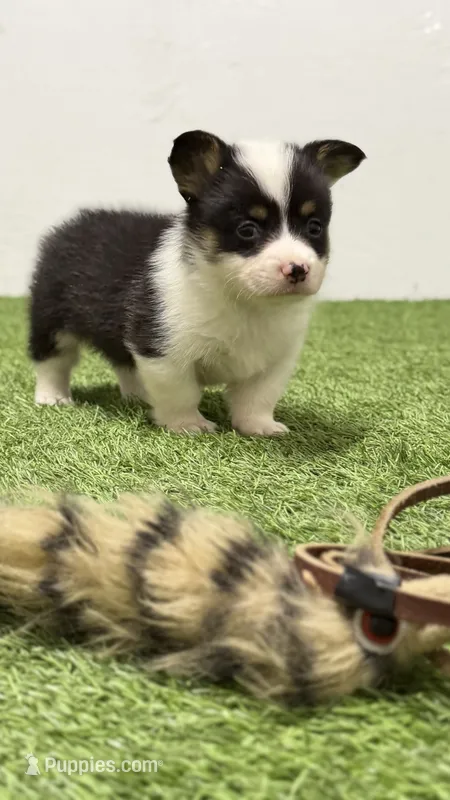 Karmegobhtfm – Pembroke Welsh Corgi puppy for sale in Oakdale, CA