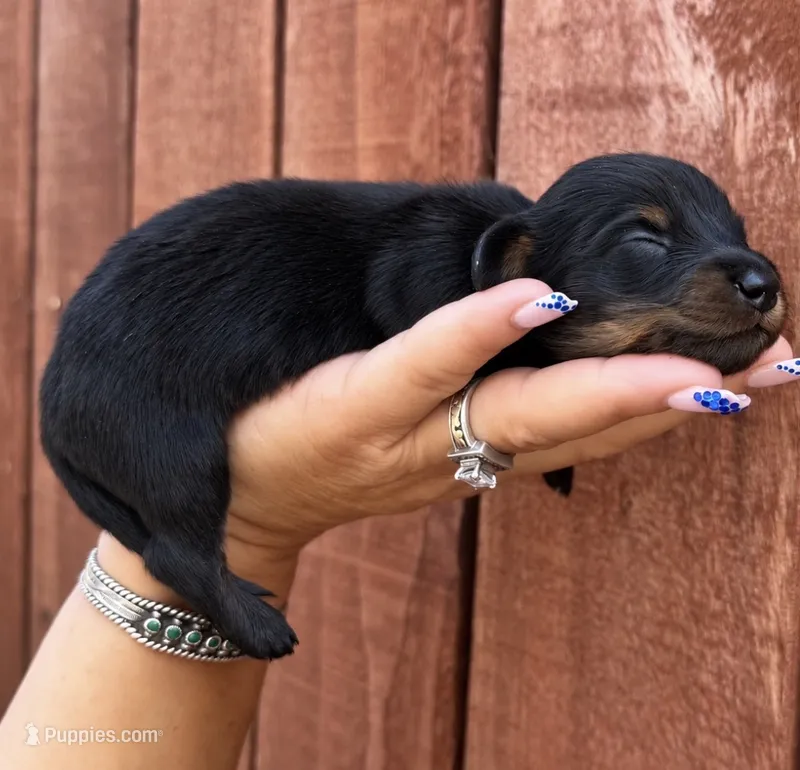AKC FESTIVITY LH  – Miniature Dachshund puppy for sale in Oakdale, CA