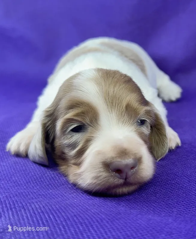 AKC Blue  Dapple pie M  – Miniature Dachshund puppy for sale in Oakdale, CA