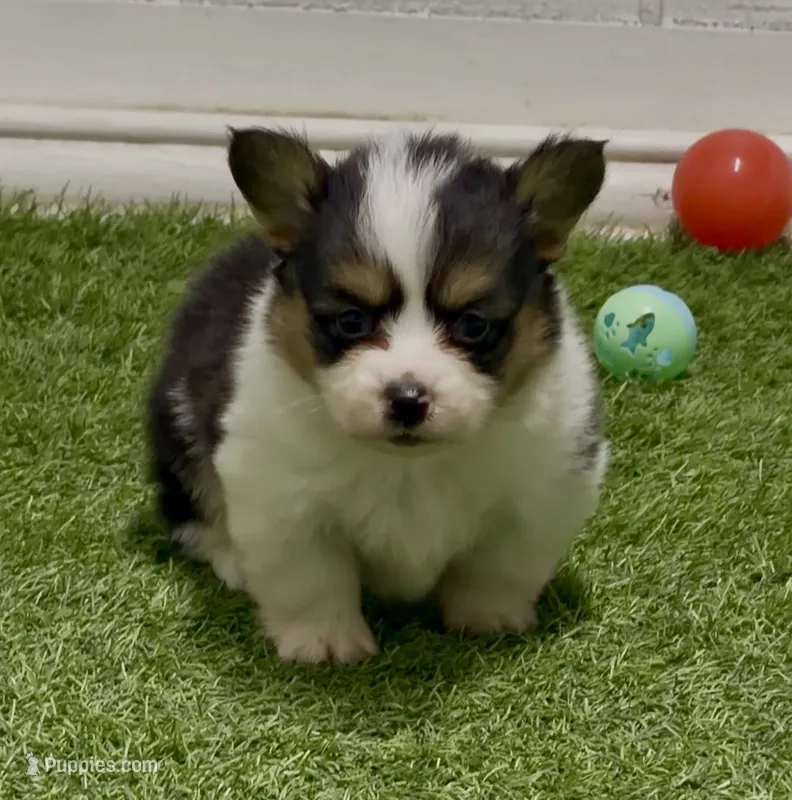 Karmegobhtfm – Pembroke Welsh Corgi puppy for sale in Oakdale, CA