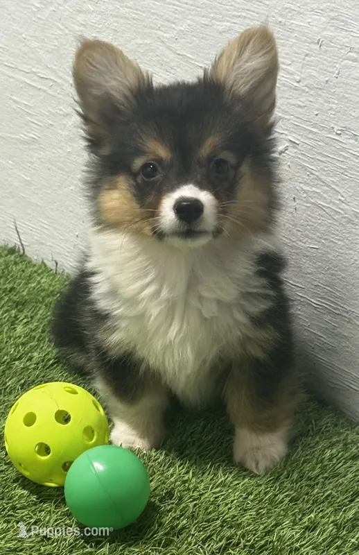 AKC Tri Fluff F  – Pembroke Welsh Corgi puppy for sale in Oakdale, CA