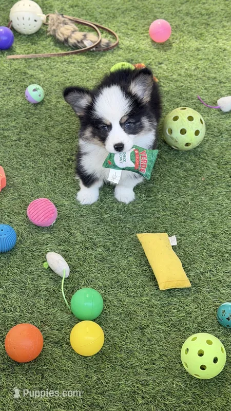 DelMFF  – Pembroke Welsh Corgi puppy for sale in Oakdale, CA