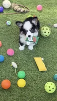 DelMFF , a male Pembroke Welsh Corgi for sale in Oakdale, CA – 2 of 2