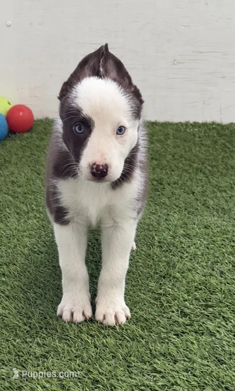 Red split face smooth – Border Collie puppy for sale in Oakdale, CA
