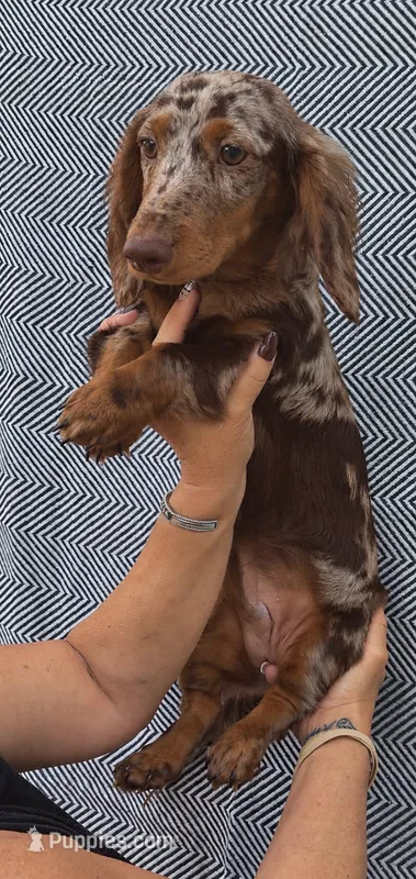 AKC  KEEP LOOKINUP THATS THE SECRET OF LIFE aka CHARLIE  – Miniature Dachshund puppy for sale in Oakdale, CA