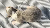 AKC Bluie Fluffy Triple Clear , a female Pembroke Welsh Corgi for sale in Oakdale, CA – 7 of 8