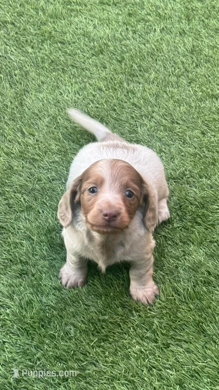 AKC Isabella Dapple Pie Long Coat Male , a male Miniature Dachshund for sale in Oakdale, CA – Photo 1 of 1