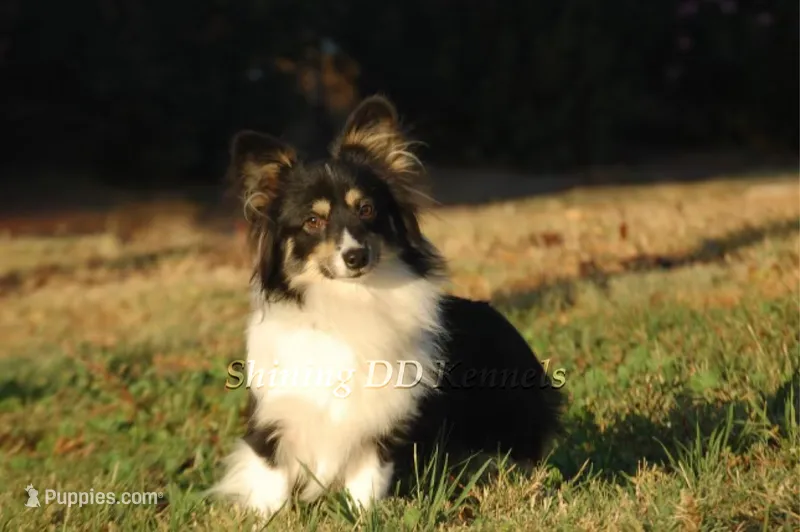 BHT Fluffy  – Pembroke Welsh Corgi puppy for sale in Oakdale, CA