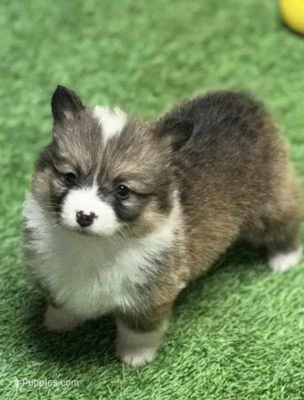 FancyJSabFsnip – Pembroke Welsh Corgi puppy for sale in Oakdale, CA