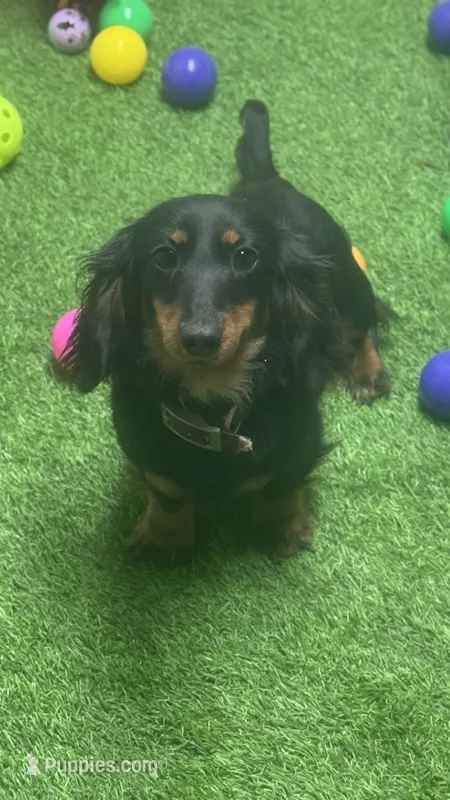 AKC F LH  – Miniature Dachshund puppy for sale in Oakdale, CA