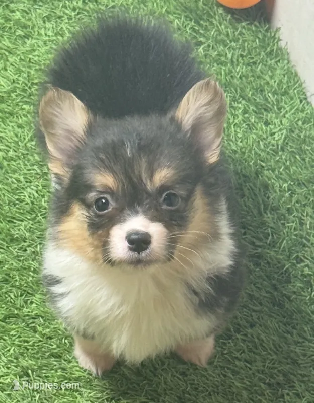 BHT akc fluffy  – Pembroke Welsh Corgi puppy for sale in Oakdale, CA