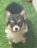 BHT akc fluffy , a female Pembroke Welsh Corgi for sale in Oakdale, CA – 1 of 1