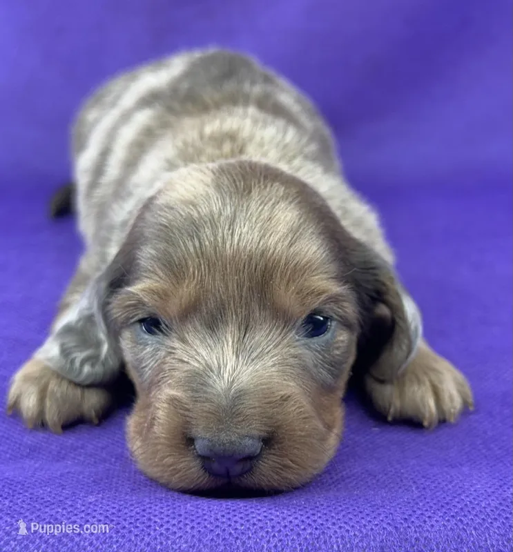 Bluedapple  – Miniature Dachshund puppy for sale in Oakdale, CA