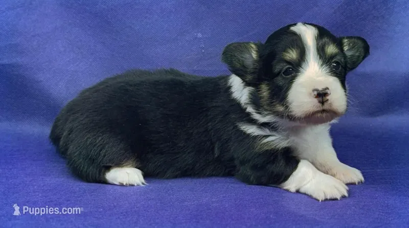 Franhomstripface – Pembroke Welsh Corgi puppy for sale in Oakdale, CA