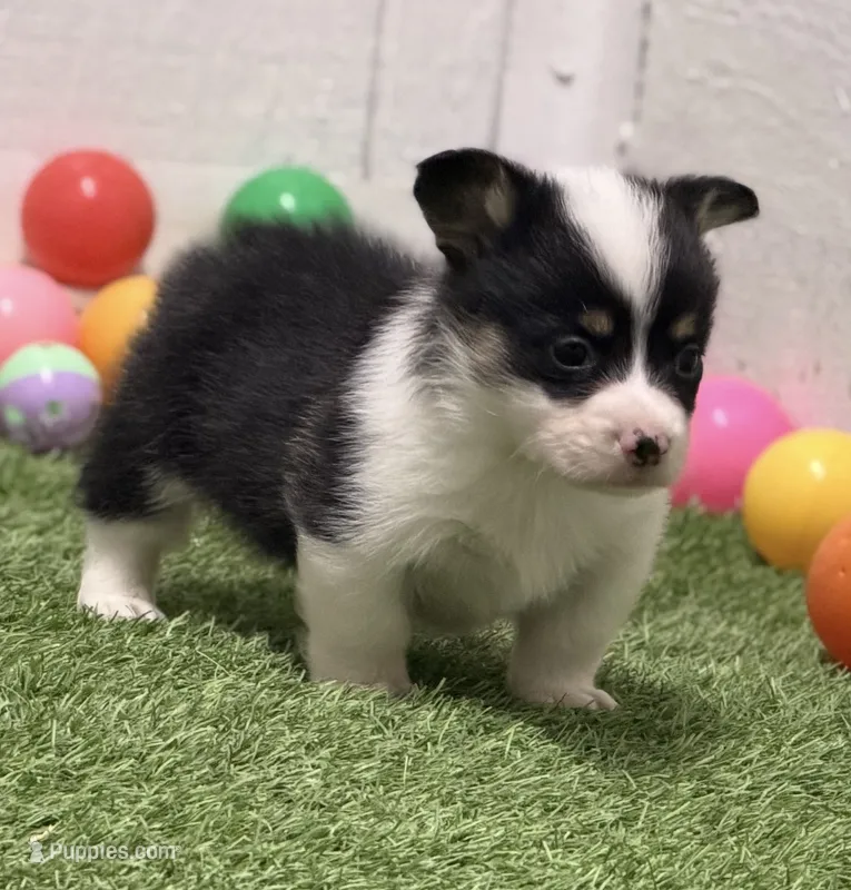 Karmegobhtfm – Pembroke Welsh Corgi puppy for sale in Oakdale, CA