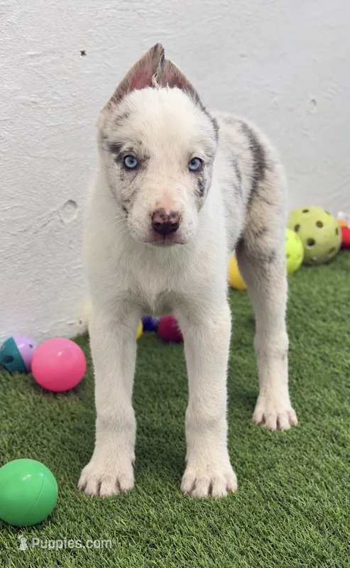 Lilac Merle  – Border Collie puppy for sale in Oakdale, CA