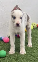 Lilac Merle , a male Border Collie for sale in Oakdale, CA – 1 of 1