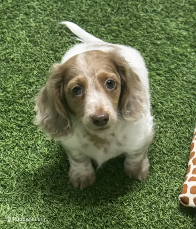 AKC Dapple pie lh  – Miniature Dachshund puppy for sale in Oakdale, CA