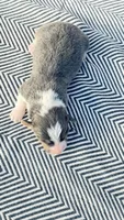 AKC Bluie Fluffy Triple Clear , a female Pembroke Welsh Corgi for sale in Oakdale, CA – 5 of 8