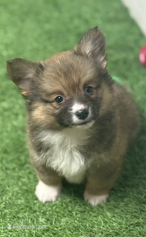 Sable M AKC fluffy  – Pembroke Welsh Corgi puppy for sale in Oakdale, CA