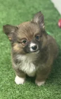 Sable M AKC fluffy , a male Pembroke Welsh Corgi for sale in Oakdale, CA – 1 of 1